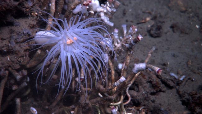 A large white anemone with orange mouth in an area of lamellibrachian tube worms at a cold seep site