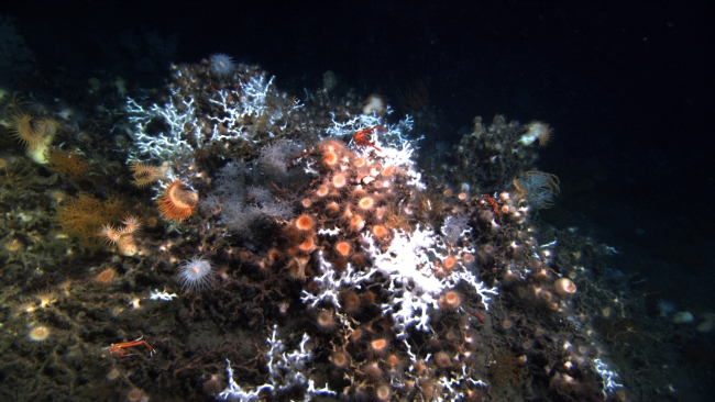 High diversity characterizes this site with Lophelia pertusa coral, at leastthree different types of anemones including venus flytrap, large white anemoneswith orange mouth, and peach-colored anemones, crinoids, at least four squatlobsters, and one black belly rosefish