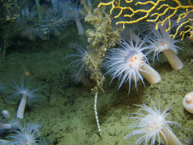 Large white anemones, bamboo coral, yellow octocoral, hydroids, and a brittlestar seen in the upper left