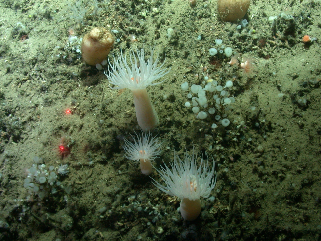 Large white anemones, small white anemones, cup corals, and lollypop sponges