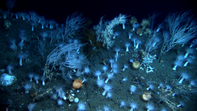 A diverse array of large white anemones, venus flytrap anemones, bamboo coral,and a black coral bush in the center of the image