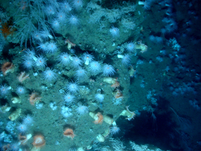 Looking straight down on large white anemones and venus flytrap anemones