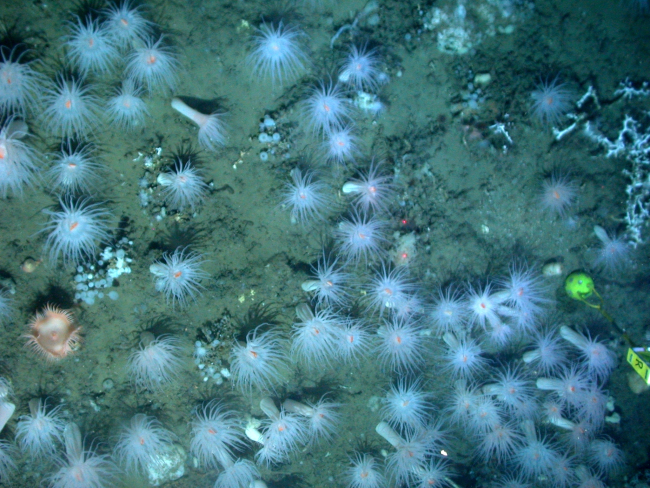 Numerous large white anemones at a study site