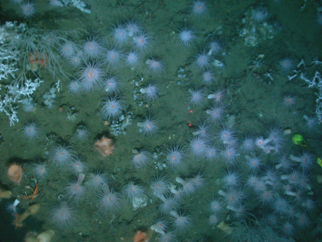 Numerous large white anemones, a few venus flytrap anemones, a crab, lopheliapertusa coral in upper left, and a small bamboo coral bush in upper left