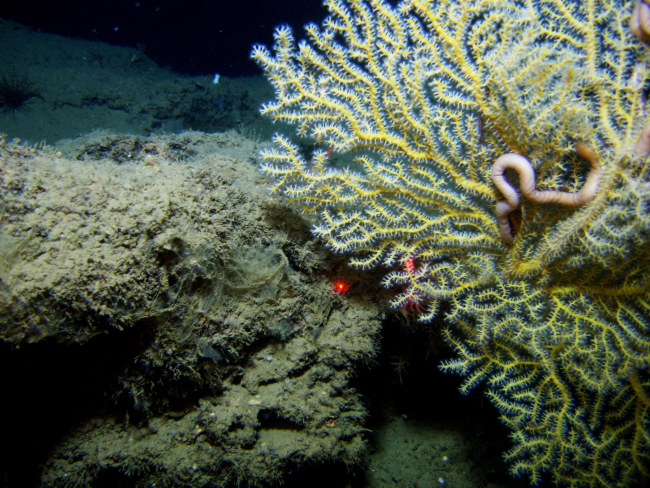 Deep sea coral