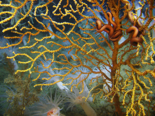 Deep sea coral