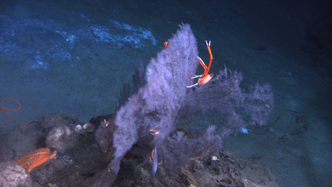 Deep sea coral