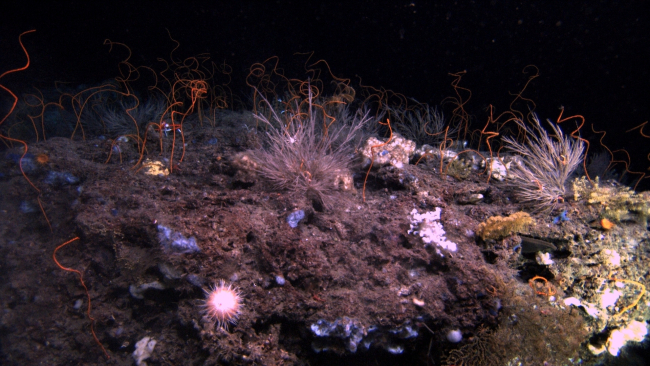 Deep sea coral