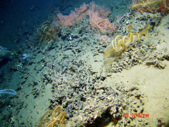 Coral rubble, yellow feather star crinoids, and a red coral bushes