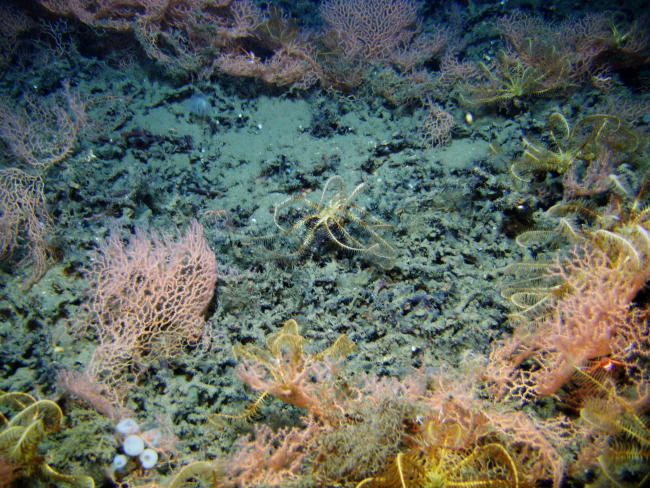 Coral rubble, yellow feather star crinoids, and a red coral bushes