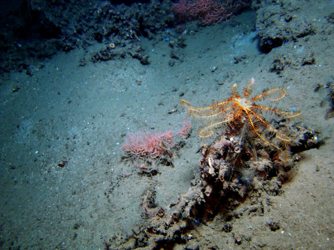 A large yellow and orange feather star crinoid atop a local topographic high
