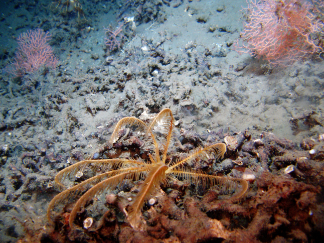 A large yellow and orange feather star crinoid atop a local topographic high,some tube worms, and red coral bushes