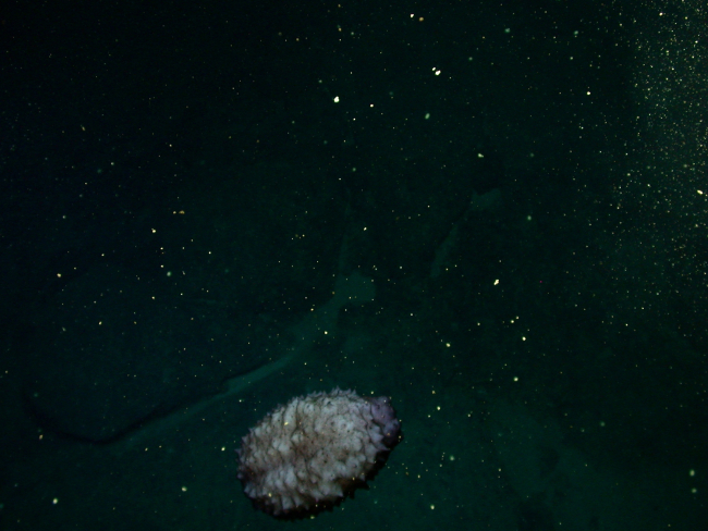 A swimming purplish white holothurian