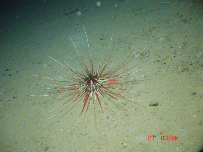 A large red and white urchin with very long spines (Coelopleurus floridanus)