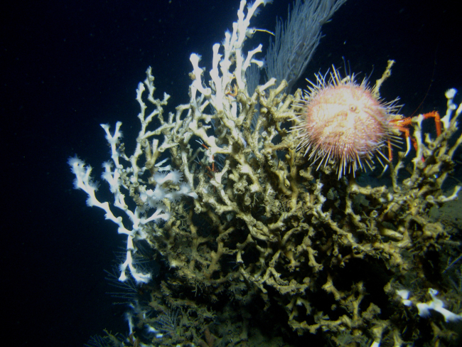 A sea urchin perched on a Lophelia pertusa cluster