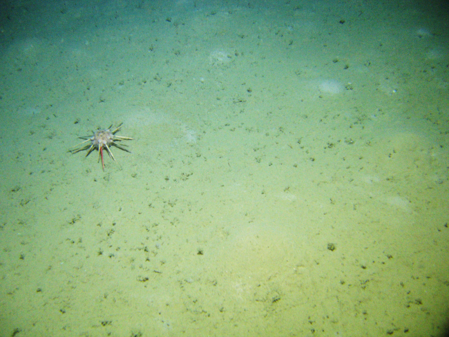 A pencil urchin on the seafloor