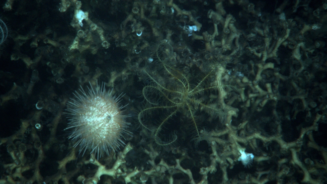 A sea urchin and a feather star crinoid on Lophelia pertusa habitat