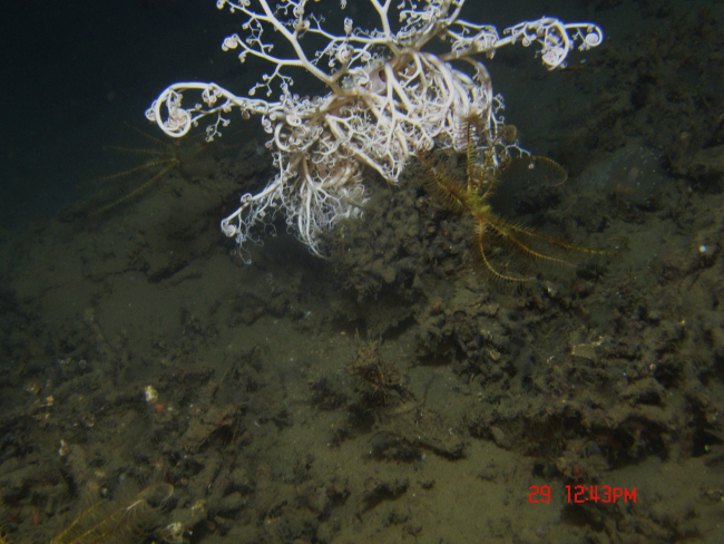 A large basket star and a yellow crinoid