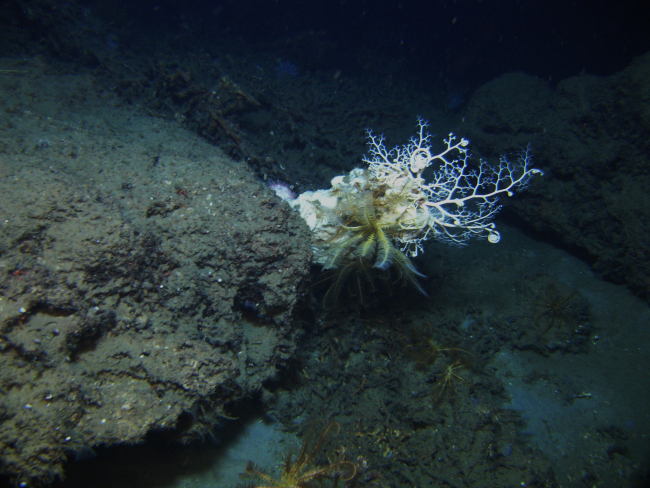A large basket star and a yellow crinoid