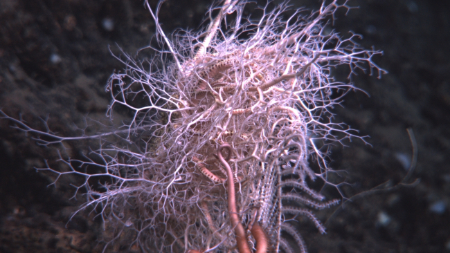 A large basket star with the arms of a large ophiuroid brittle star in theforeground