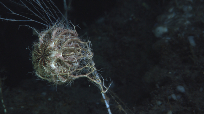 A basket star on a bamboo coral