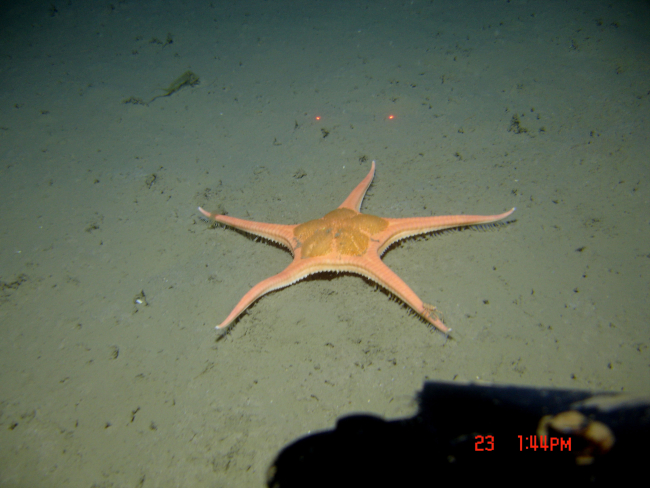 A large orange sea star on a mud bottom