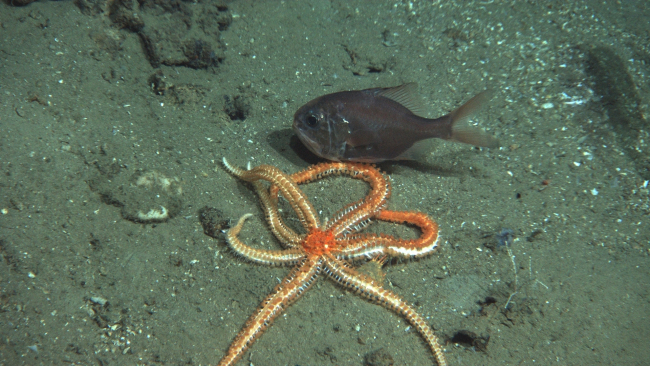An Atlantic roughy interacting with a starfish