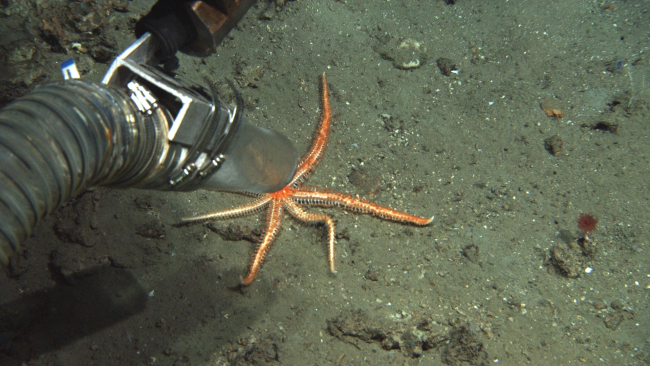 The sea star is left alone only to be sucked up  by the vacuum samplingdevice on the ROV