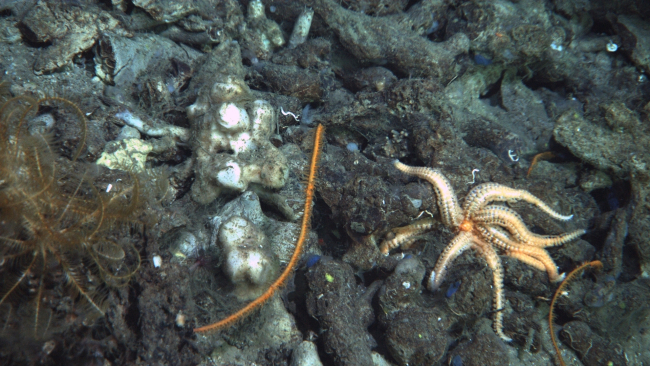 A sea star, white sponge, orange black whip coral, and feather star crinoid on the left edge of the image