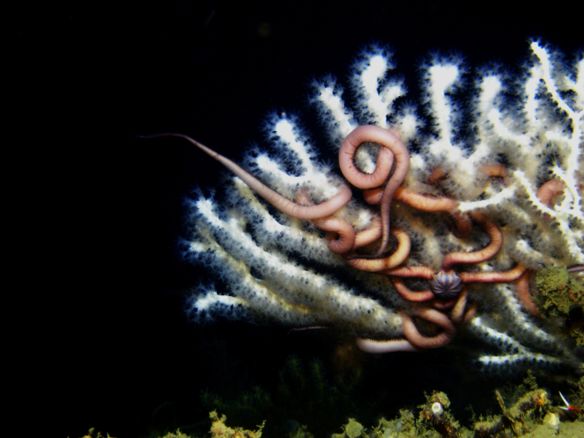 A large ophiuroid brittle star on a white paragorgia coral bush