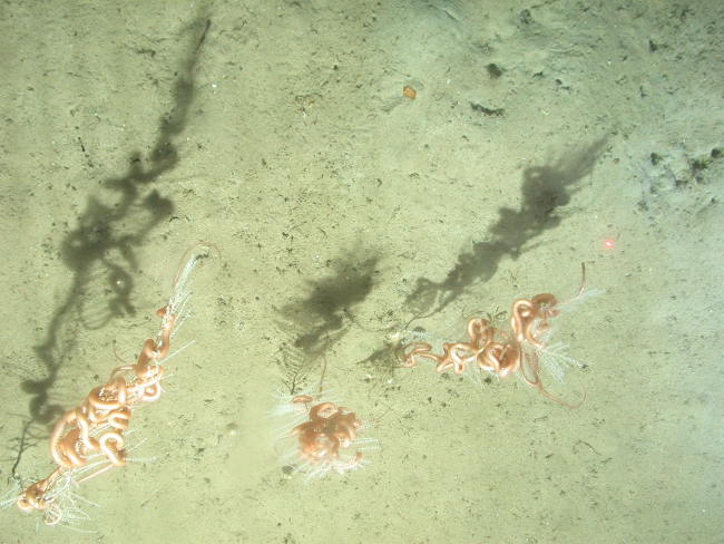 Looking down on large ophiuroid brittle stars on Callogorgia americana corals