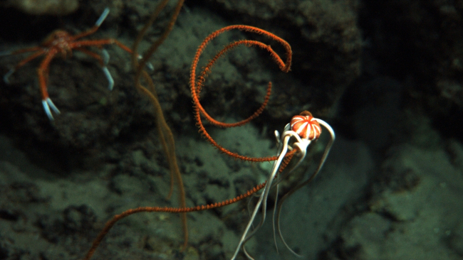 A large ophiuroid starfish with a beautifully colored white and red central disc on an orange black whip coral
