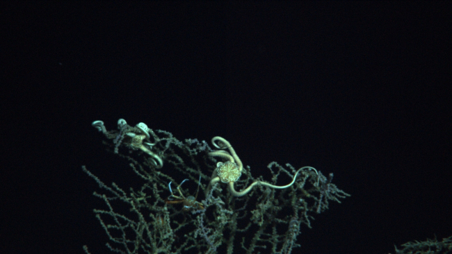Two large brittle stars and a squat lobster on a coral bush covered withsome sort of adhering material following the DWH oil spill