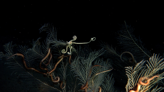 Two different species of brittle stars on a coral bush covered with darkmaterial following  the DWH oil spill