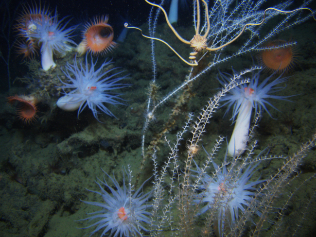 An area with bamboo corals and a large brittle star, large white anemoneswith orange mouths, and large orange venus flytrap anemones