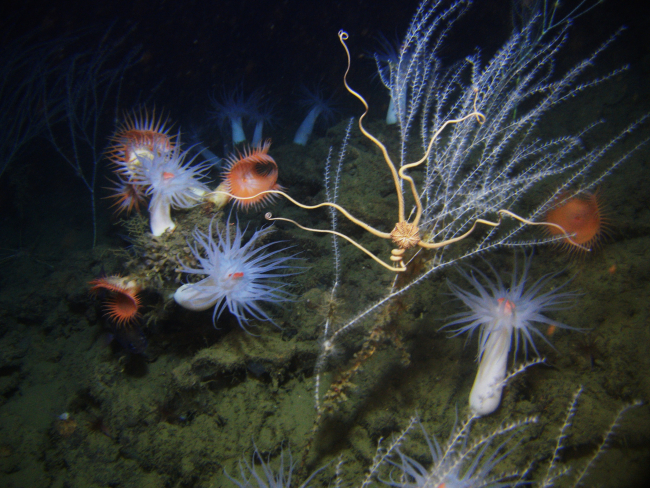 An area with bamboo corals and a large brittle star, large white anemoneswith orange mouths, and large orange venus flytrap anemones