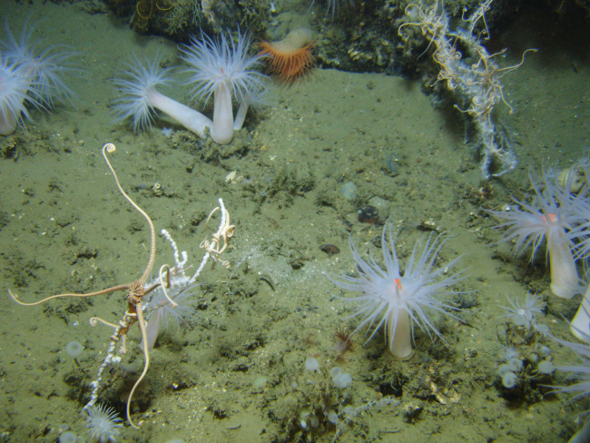 Brittle stars cover small white corals, small white globular sponges, and whiteanemones with orange mouths