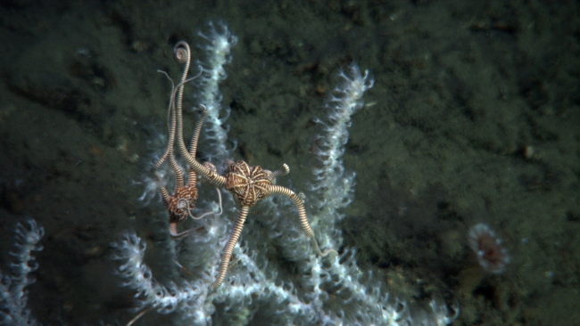 Two brittle stars on a white bamboo coral