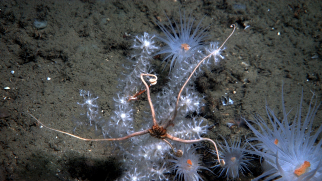 Looking down on a brittle star at the top of a white bamboo coral bush withlarge white anemones with orange mouths