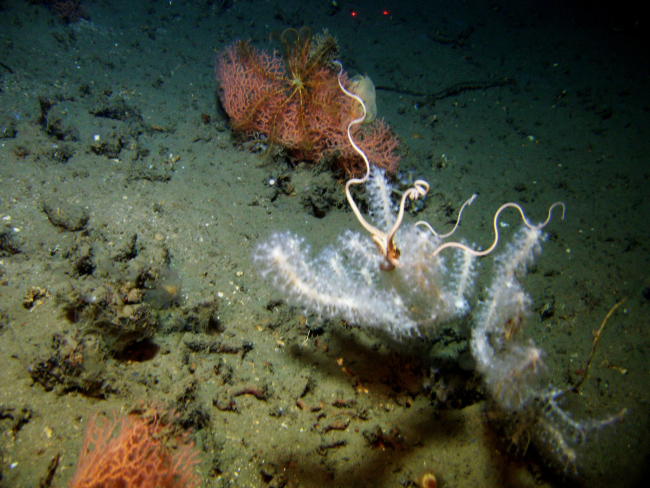 A large white brittle star on a white bamboo coral and an orange coral with alarge feather star crinoid