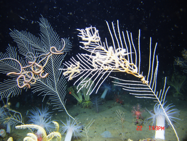 Two different types of brittle stars associated with Callogorgia americana coral bushes
