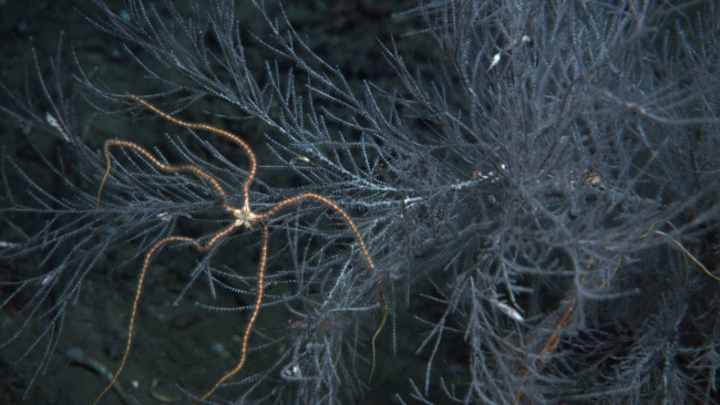 A beautiful red and white brittle star on a bamboo coral bush