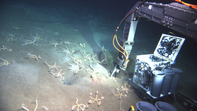 Robotic arm of ROV sampling a luckless brittle star