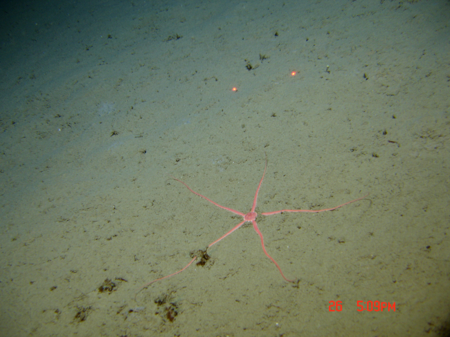 A large pink brittle star on a silty seafloor