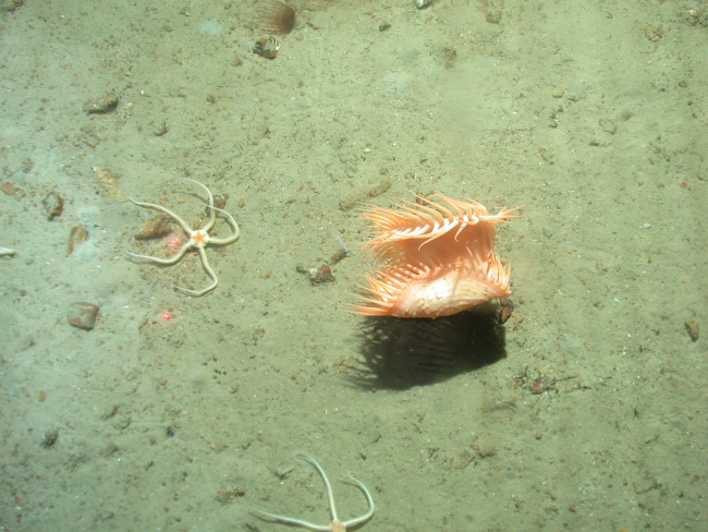 A cerianthid anemone at the top of the image, a large orange venus flytrapanemone, and two brittle stars with relatively short arms