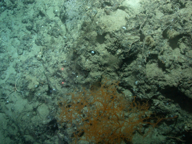 Brittle stars with a black central disk and banded arms and an orange Leiopathesglaberrima  black coral bush