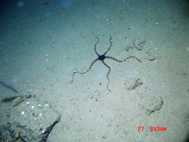 A striking brittle star with black central disk and banded arms on a whitishsubstrate
