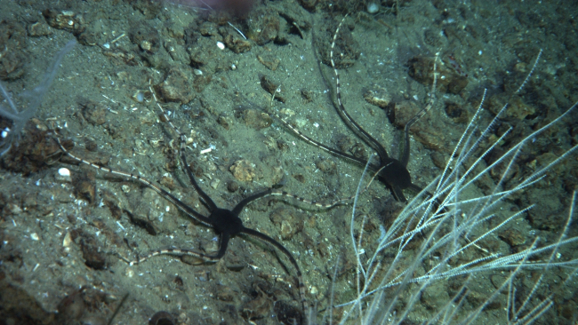 Two striking brittle stars with black central disk and banded black and yellowbrown arms below a small bamboo coral bush