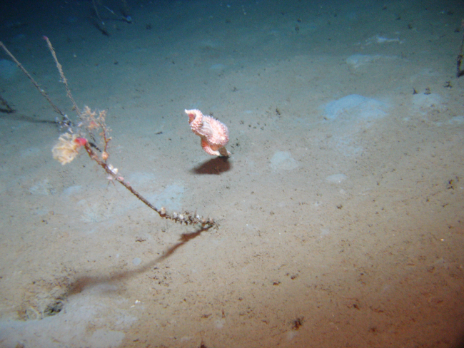 An orange sea star seeminly suspended above the seafloor on one arm and awidely dispersed tube worms