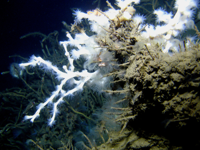 An outcrop in a cold seep area with numerous tube worms with feeding tentaclesextended, white lophelia pertusa coral with polyps extended, and a tangle oflamellibrachian tube worms seen below and to the left